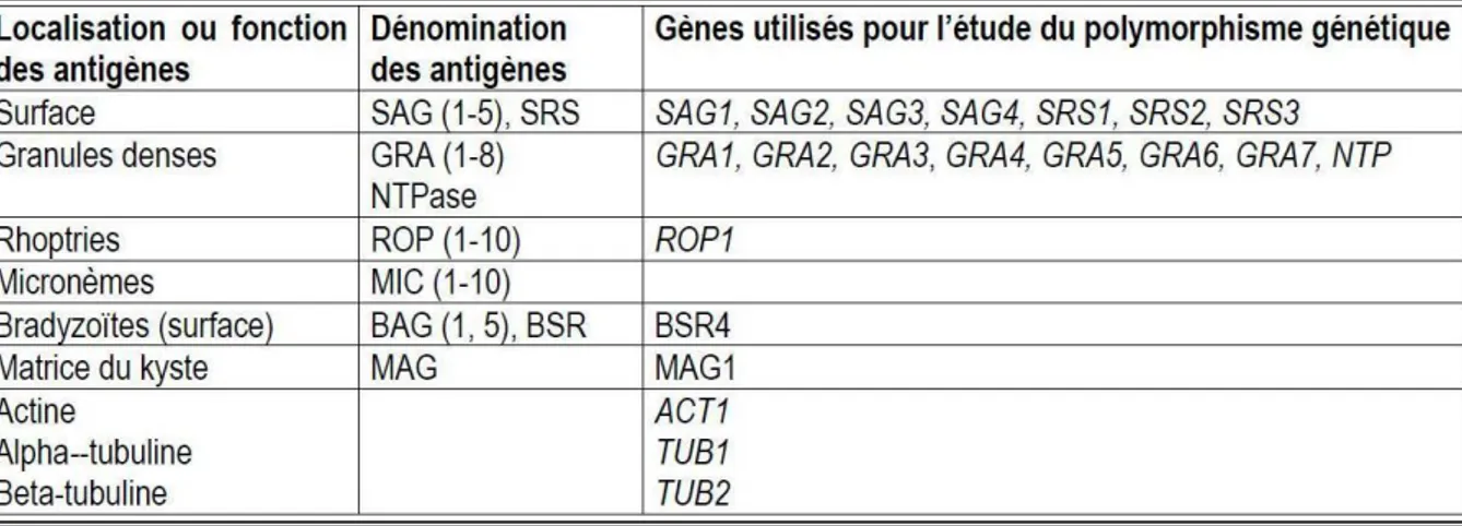 Tableau 2 : Les principaux antigènes de Toxoplasma gondii et les gènes utilisés dans l’étude  du polymorphisme génétique 