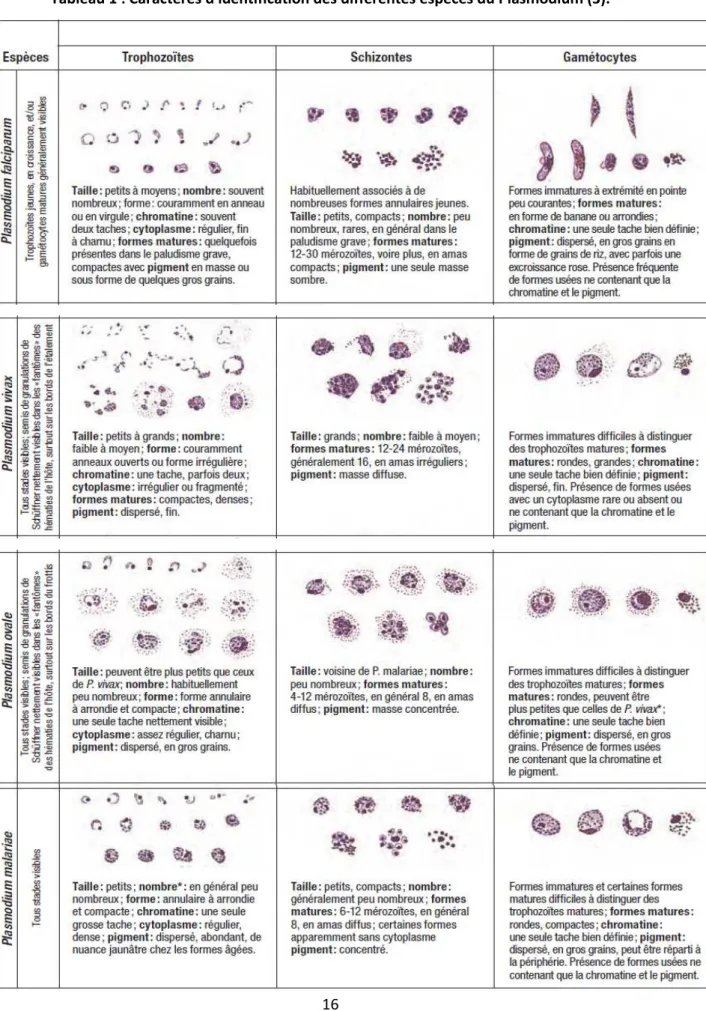 Tableau 1 : Caractères d'identification des différentes espèces du Plasmodium (3). 