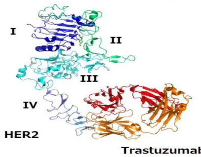 Figure 14 : Trastuzumab : Anticorps humanisé anti-HER 2