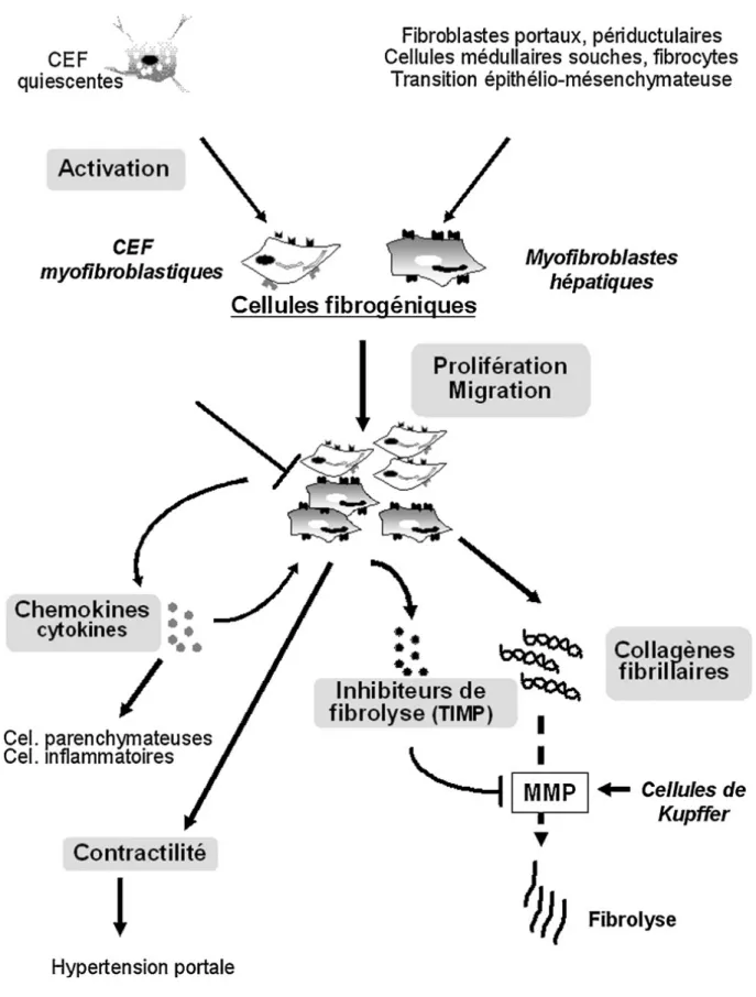 Figure 2 : origine et principales propriétés des cellules fibrogéniques [8]. 
