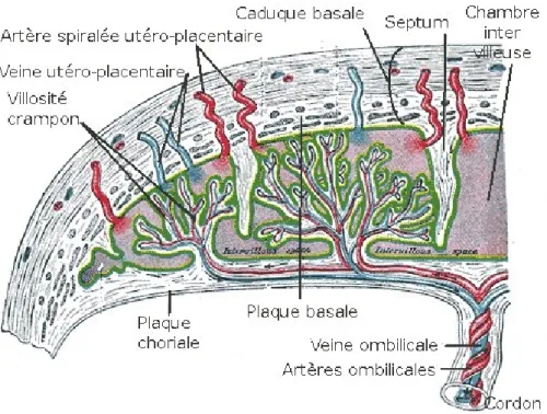 Figure 4 : Le placenta à terme : morphologie interne. (11) 