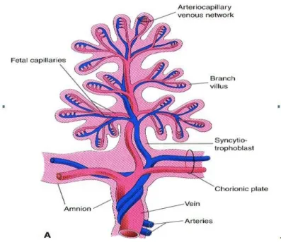 Figure 6 : Villosités choriales. (10) 