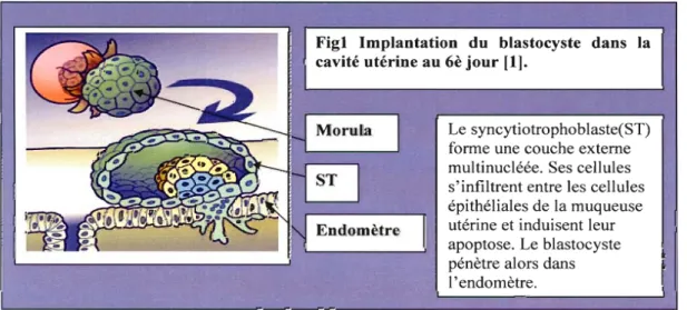 Figure 7 : Implantation du blastocyste dans la cavité utérine au 6 e  jour. (12) 