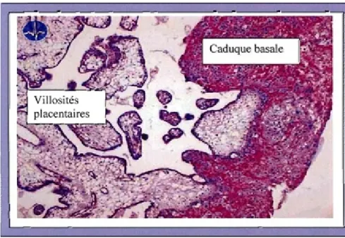 Figure 14:Coupe histologique de placenta normal. (12) 