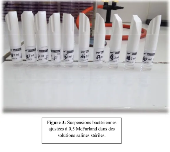 Figure 3: Suspensions bactériennes  ajustées à 0,5 McFarland dans des 