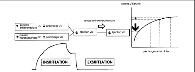 Figure 4 : Représentation schématique des interactions cardiopulmonaires selon [5] 