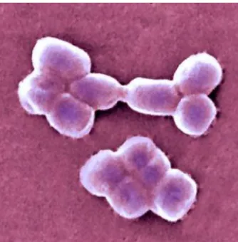 Figure 1 : Groupe d’A.baumannii(10) 