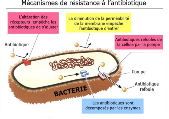 Figure 3 : mécanisme de résistance aux antibiotiques(17) 