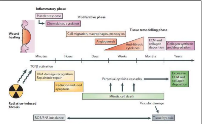 Fig.  1.:  From  “Preventing  or  reducing  late  side  effects  of  radiation  therapy:  radiobiology  meets  molecular  pathology