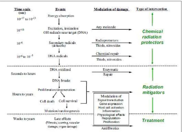 Fig. 8: Sequence of events following radiation exposure. From “Citrin D. et. al Radioprotectors and Mitigators  of Radiation-Induced Normal Tissue Injury