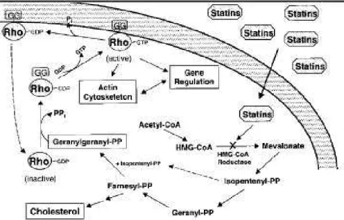 Fig. 9. From Laufs U, Liao JK. “Targeting Rho in cardiovascular disease”. Circ Res. (2000) 87(7):526-528