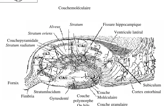 Figure  5  :  Dessin  réalisé  par  Ramon  y  Cajal  illustrant  l‘organisation  anatomique  des  différentes couches cellulaires de l‘hippocampe et de le leurs connexions (adapté d‘après une  illustration de Ramon y Cajal, 1901)
