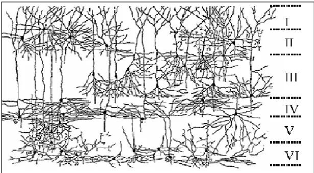 Figure  7  :  Dessin  schématique  d‘une  coupe  transversale  du  cortex  entorhinal  desouris  montrant  les  types cellulaires des différentes couches corticales (modifié d‘après Lorente de Nó, 1934)