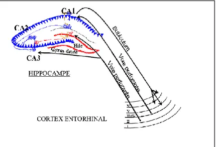 Figure 8 : Représentation schématique de la boucle entorhino-hippocampique (Germroth et al., 1989)