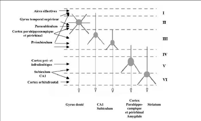 Figure  9  :  Schéma  des  afférences  et  efférences  au  niveau  des  différentes  couches  du    cortex  entorhinal
