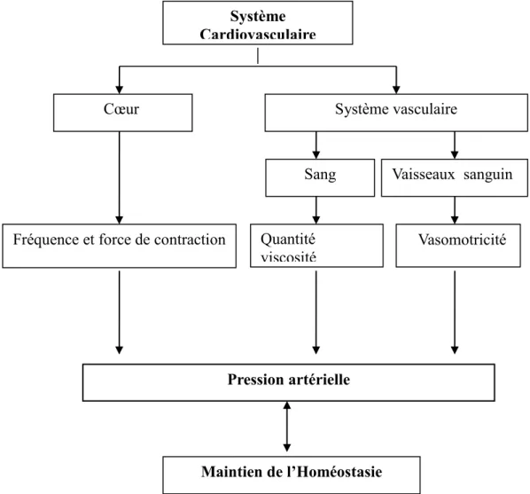 Figure 13 : Représentation schématique du système cardiovasculaire. 