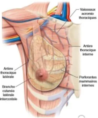 Figure 6: vascularisation artérielle du sein 