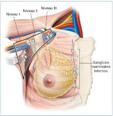 Figure 8: étages de BERG 