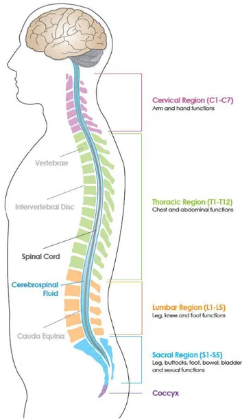 Figure 3 : Disposition de la moelle isposition de la moelle épinière au sein de la colonne  ein de la colonne vertébrale 
