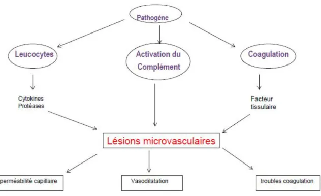 Figure 1: physiopathologie du sepsis [49] 