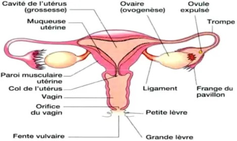 Figure 1: Appareil reproducteur féminin [30]. 