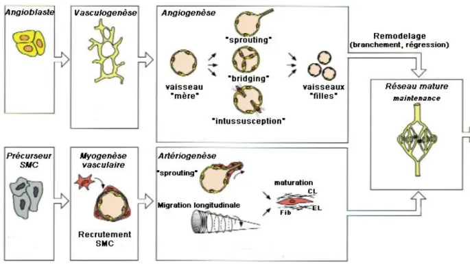 Fig.  1.  Vasculogenèse  et  angiogenèse.  Dans  l‟embryon,  les  cellules  précurseurs  endothéliales  (angioblastes)  s‟assemblent  en  un  réseau  primitif  (vasculogenèse),  qui  se  développe  et  se  remodèle  (angiogenèse)