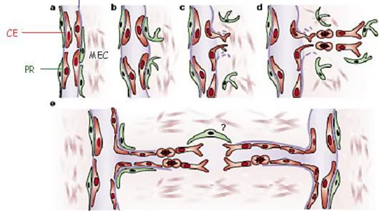 Fig.  2.  Etapes  principales  de  l’angiogenèse  par  bourgeonnement.  a.  Vaisseau  sanguin