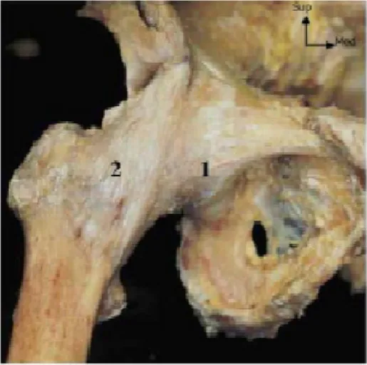 Figure 4 : Vue antérieure de l'articulation de la hanche [2]. 