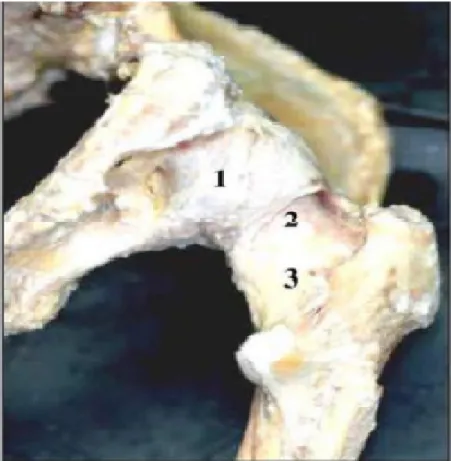 Figure 5 : Vue postérieure de l'articulation de hanche [2]. 