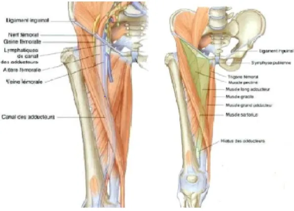 Figure 6 : rapports antérieurs de l’articulation de la hanche [3]. 