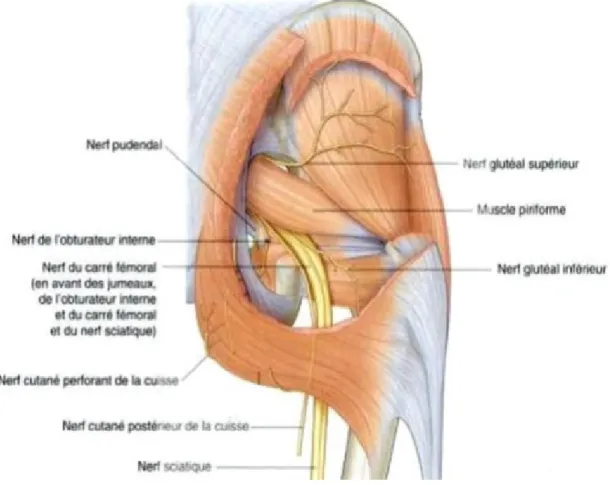 Figure 7 : vue postérieure montrant les muscles fessiers et le nerf sciatique principal rapport  postérieur de la hanche [3]