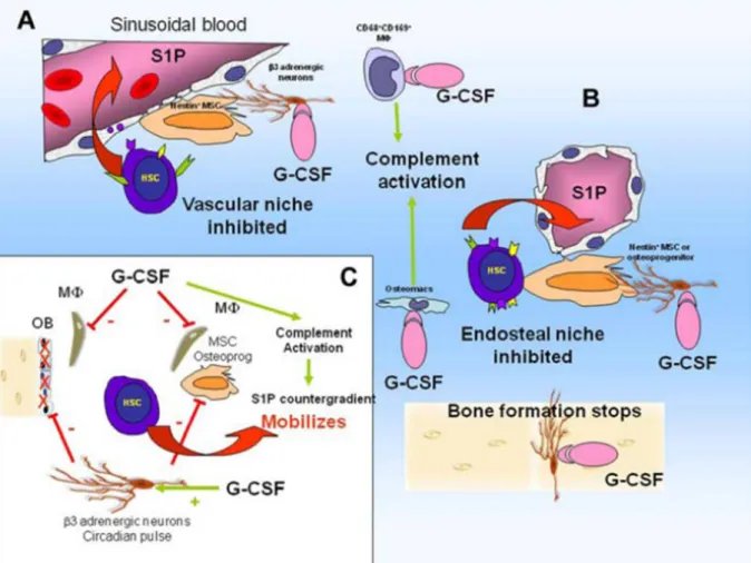 Figure 9 : G-CSF dérègle le fonctionnement de la niche hématopoïétique et provoque la  mobilisation des CSH
