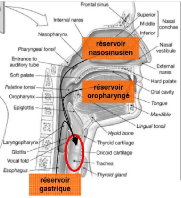 Figure 1 : Coupe sagittale du carrefour aérodigestif supérieur montrant   la convergence des différents réservoirs bactériens vers la région sous-glottique