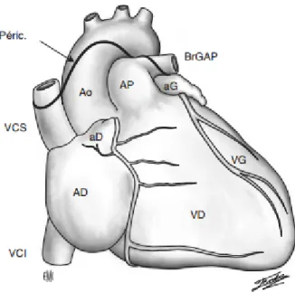 Figure 1: Vue antérieure du cœur 