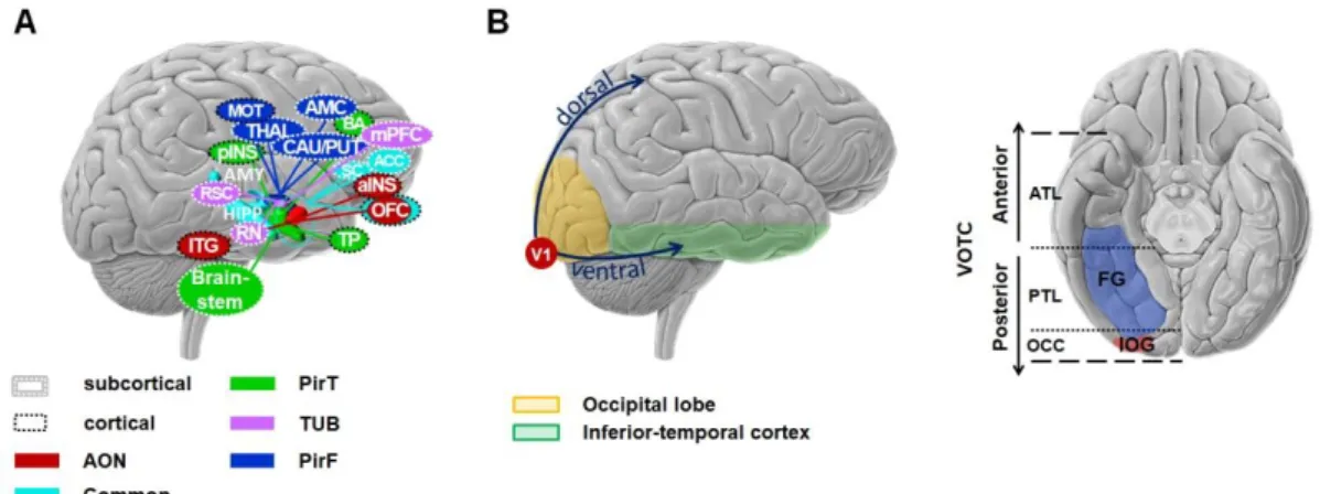 Figure I-1. Brain regions involved in (A) the olfactory system and (B) the visual system from sagittal and  ventral views