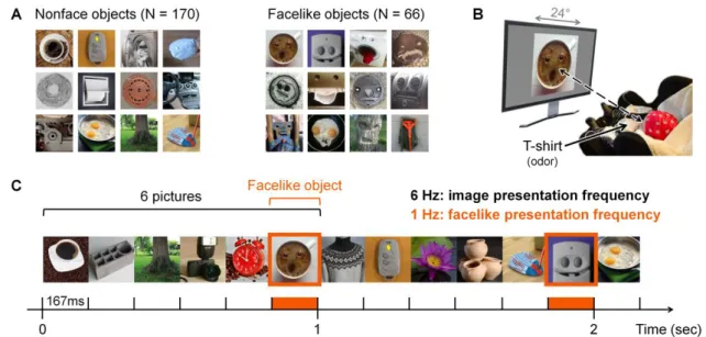Figure  IV-9.  An  EEG  frequency-tagging  approach  to  measure  face  pareidolia  in  odor  contexts