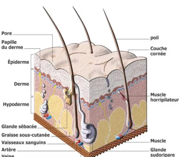 Figure 1 : Schéma montrant l’anatomie fonctionnelle de la peau 