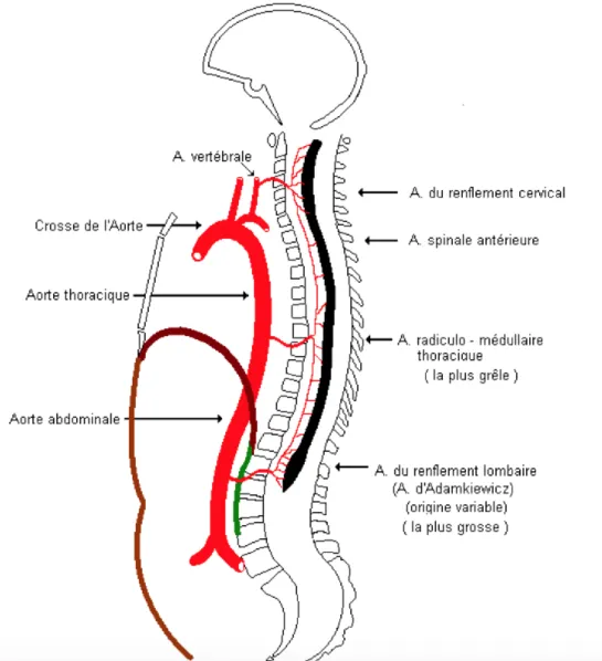 Figure 7 : Les sources artérielles principales de la moelle épinière. 