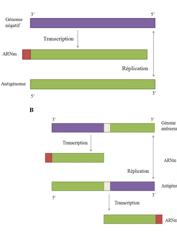 Figure 5. Transcription et réplication du génome des Bunyaviridae (génome  négatif (A), génome ambisens   (B)) [28] 