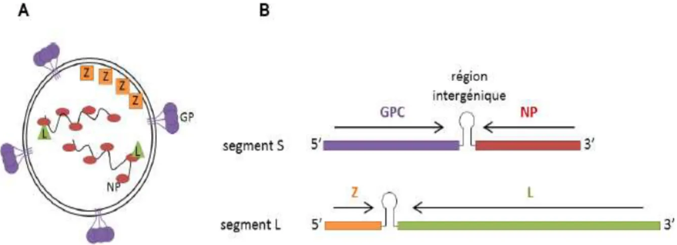 Figure 7. Organisation des particules (A) et du génome (B) des Arénavirus. 