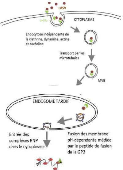 Figure 8. Entrée de LASV dans la cellule cible, transport dans les endosomes  tardifs puis libération du génome viral dans le cytoplasme