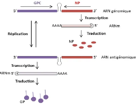 Figure 9. Schéma de la transcription et réplication du segment S du génome  viral.[35] 