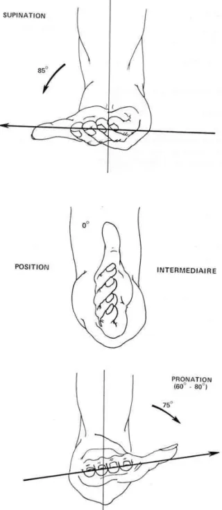 Figure 3 : Amplitudes des mouvements de pronosupination du coude. 