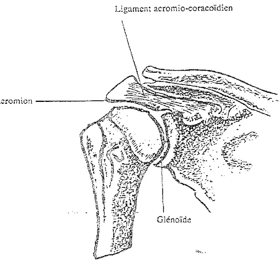 Figure 1 : rapports  entre l'extrémité  supérieure de l'humérus et l'omoplate 