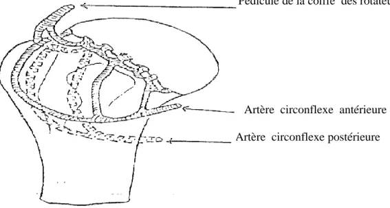 Figure 3 : Vascularisation de l’extrémité supérieure de l’humérus 