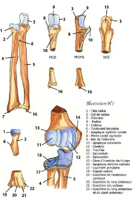 Figure 6 : montrant les différents éléments de l’articulation du coude  