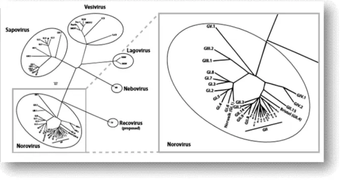 Figure 1: classification de la famille des Caliciviridae [2]. 