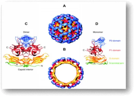 Figure 5: Structure de la capside de particules « virus-like » par cryo-microscopie  électronique à 22Å et par cristallographie aux rayons X [13]