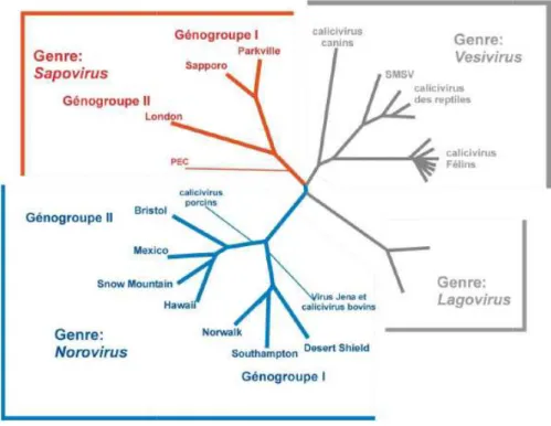 Figure 6 : Arbres phylogénétiques au sein de la famille des 