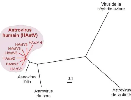 Figure 10 : Arbre phylogénétique des  b) Structure virale 